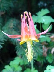 Columbine (Aquilegia formosa)