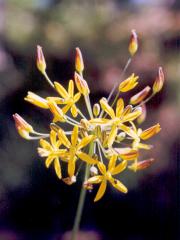 Bloomeria crocea (Golden stars)