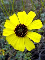 Brittlebush (Encelia farinosa)