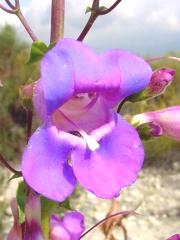 Showy penstemon (Penstemon spectabilis)