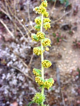 Ambrosia acanthicarpa (Annual bur-sage)
