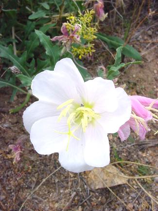 Oenothera californica (California evening primrose)