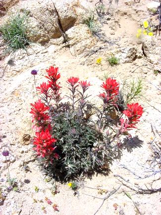 Castilleja angustifolia (Desert indian paintbrush)