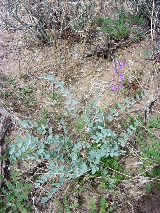 Astragalus lentiginosus var. fremontii (Fremont's milkvetch)