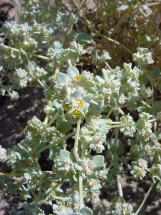 Tidestromia oblongifolia (Honeysweet)