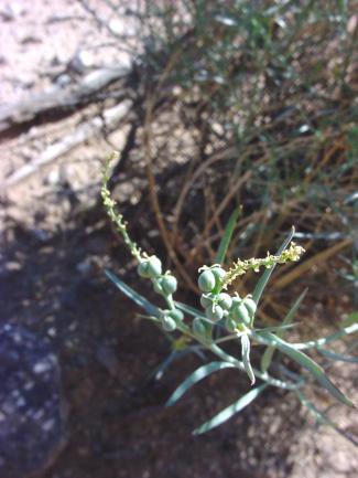 Stillingia linearifolia (Narrow-leaved stillingia)