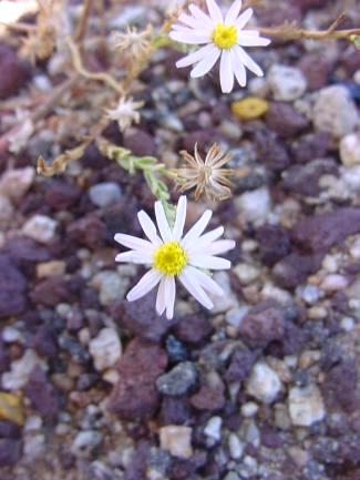 Machaeranthera arida (Silver Lake daisy)