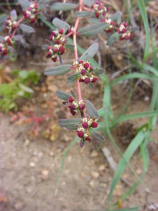 Chamaesyce serpyllifolia (Thyme-leaved spurge)