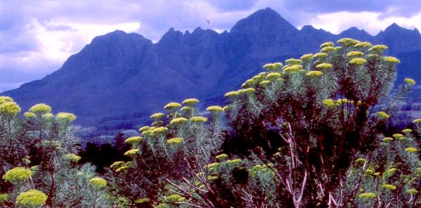 Flora of the Western Cape